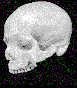 another cro mag skull