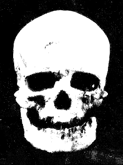 cromagnon skull